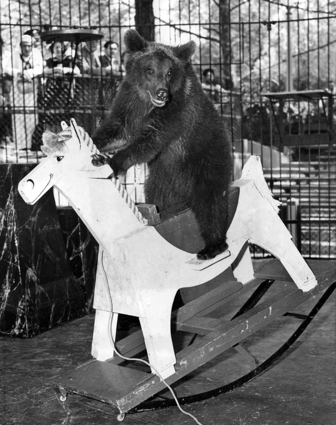 Bears at the St. Louis Zoo in 1944
